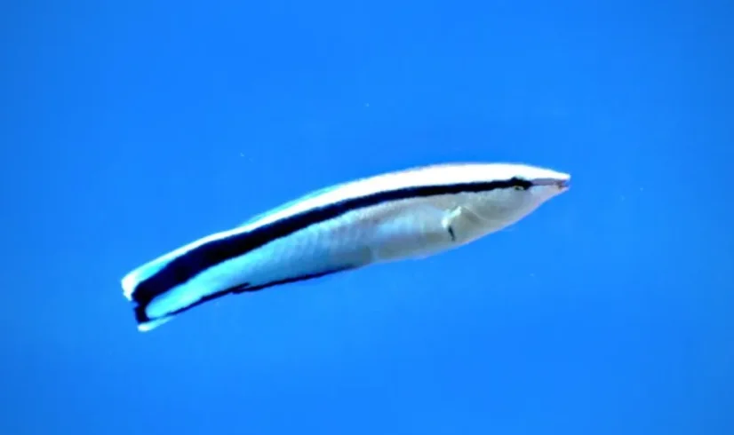 Labroides dimidiatus