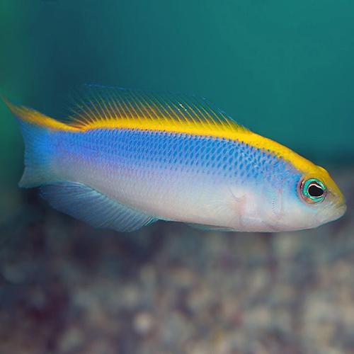 pseudochromis flavivertex