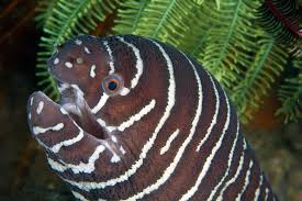zebra2