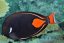 Acanthurus achilles4