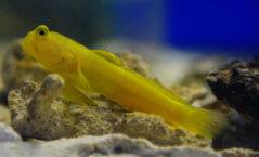 Cryptocentrus cinctus