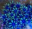 Alcyonium verseveldti