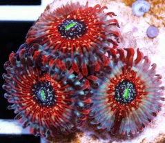 Zoanthus SEDUCTION