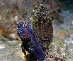 Emblemaria pandionis