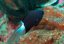 chromis margaritifer2