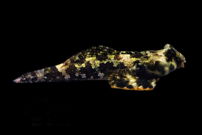 synchiropus ocellatus