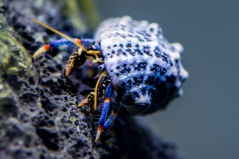 clibanarius tricolor4