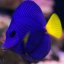 zebrasoma xanthurum1