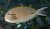 Acanthurus nigricauda
