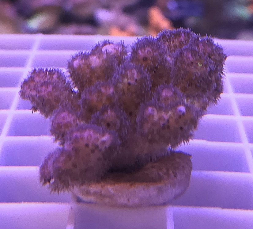 Pocillopora damicornis ROSA