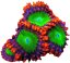 loompa