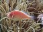 amphiprion perideraion1