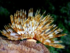 sabellastarte indica