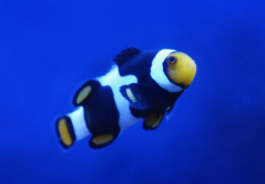 Amphiprion Onyx