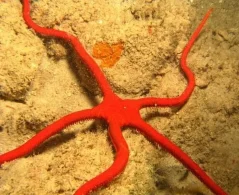 Ophioderma squamosissima