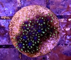 Alcyonium verseveldti