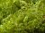 Caulerpa brachypus