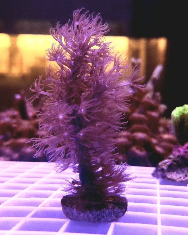 Plexaurella dichotoma