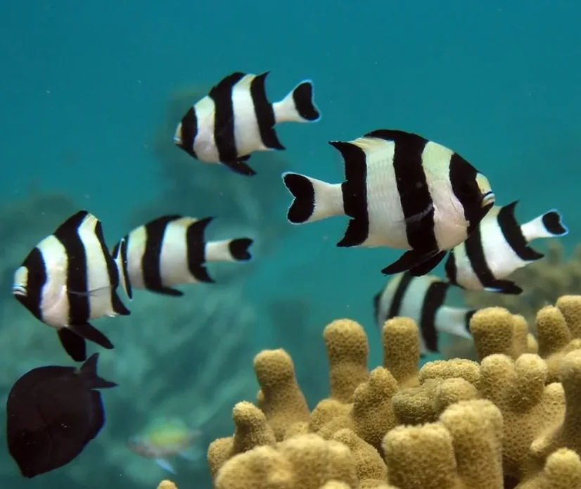 Dascyllus melanurus