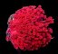 goniopora