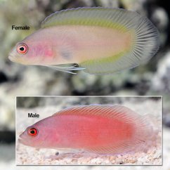 Pseudoplesiops typus