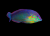 Halichoeres Melanurus