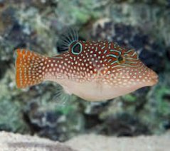 Canthigaster margaritata