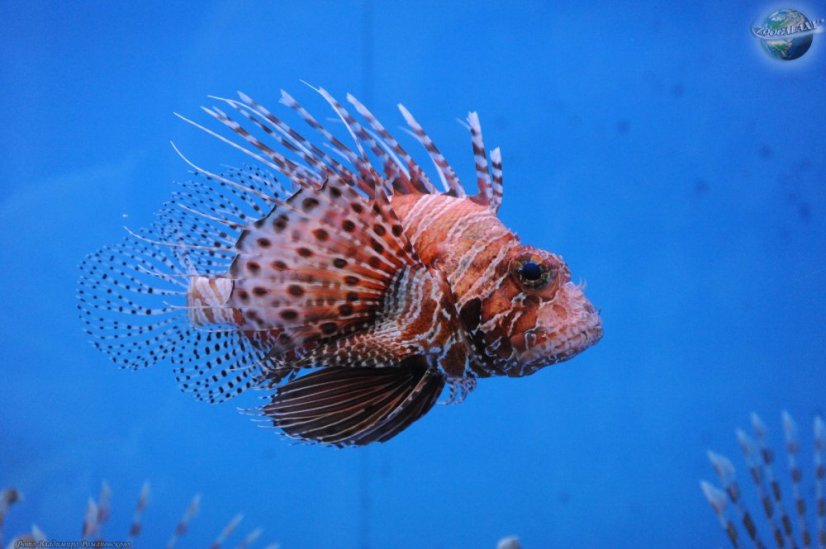 pterois mombasae 01 zoogalaxy