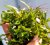 Caulerpa serrulata (Řasnatka pilovitá)