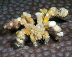 camposcia retusa2