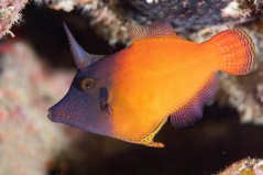 Pervagor melanocephalus