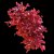 Gracillaria curtissiae (RED BUSH ALGAE)