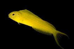 Meiacanthus ouaianensis (Fidži)