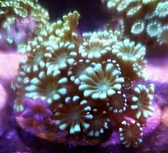 Alveopora sp. NEON Aussie