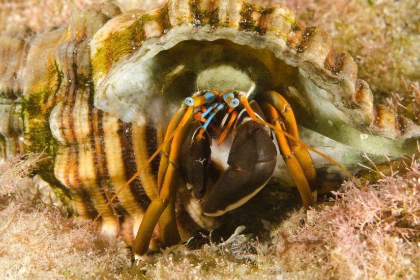 calcinus laevimanus3