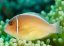 amphiprion perideraion3