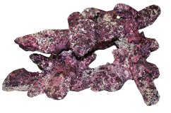 real reef13