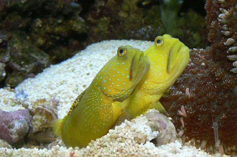 Cryptocentrus cinctus pair