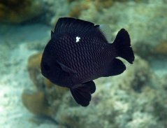 Dascyllus trimaculatus