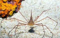 Stenorhynchus seticornis
