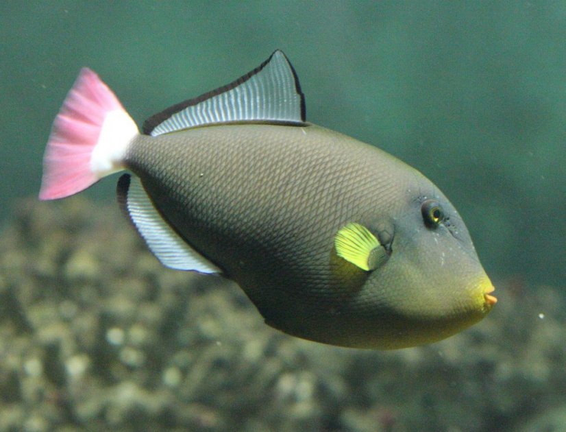 Melichthys vidua