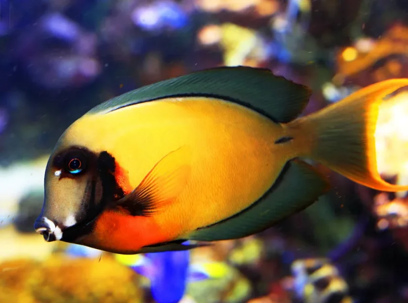 Acanthurus pyroferus