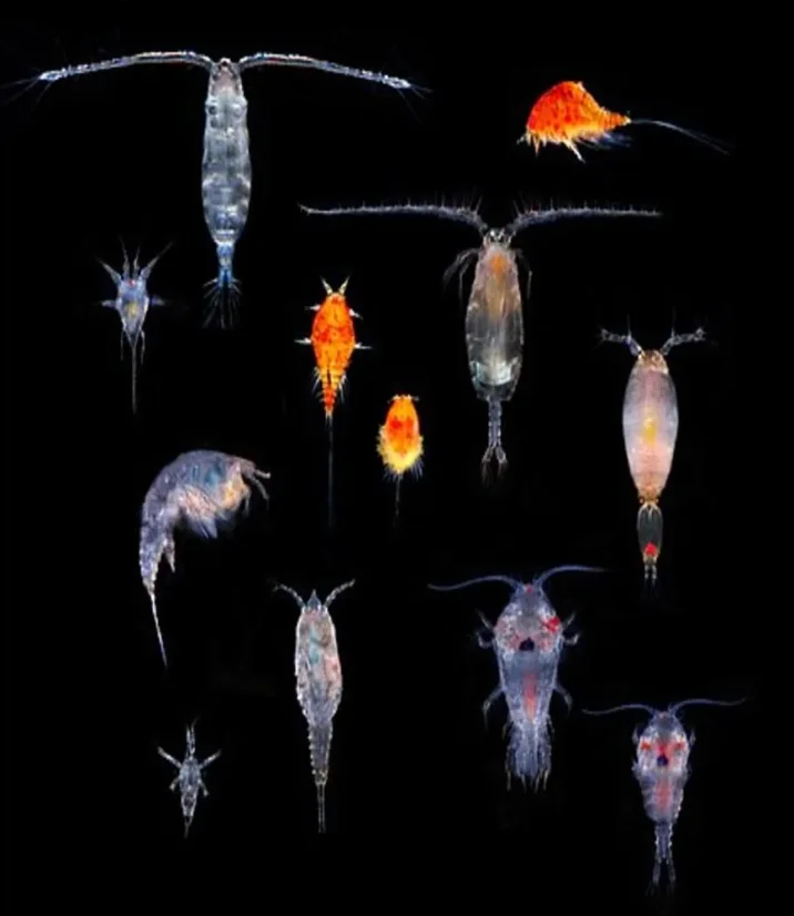 Live Marine Copepods – Živý Mořský Plankton 180 ml